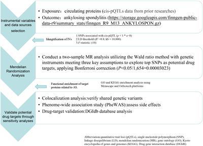 Genetic associations in ankylosing spondylitis: circulating proteins as drug targets and biomarkers
